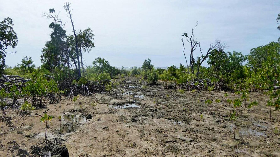 Mangroven beginnen den trockenfallenden Uferbereich zu befestigen