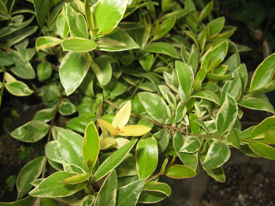 Myrtus communis пестрый