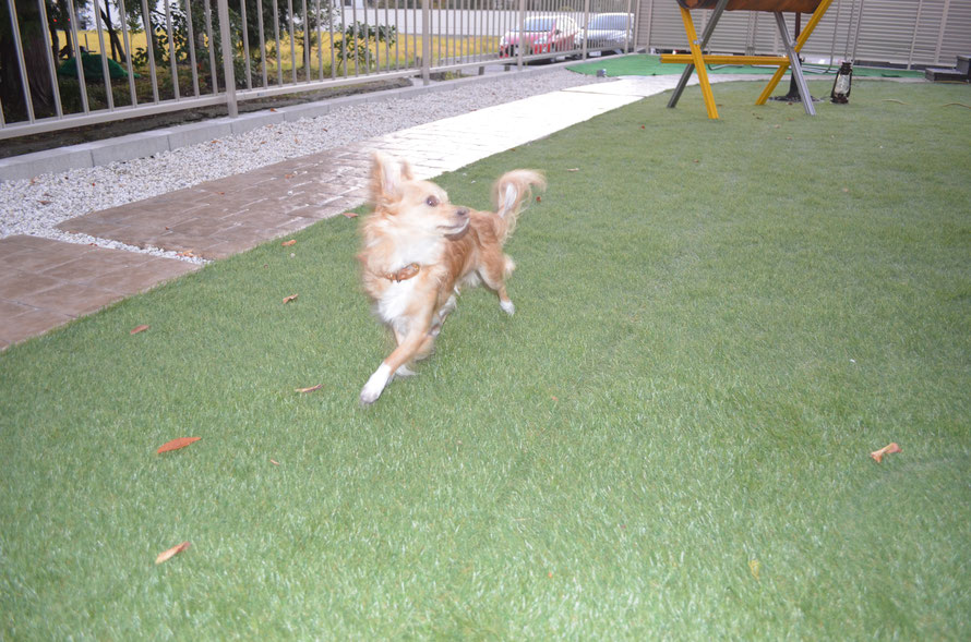 スタンプコンクリート　デザインコンクリート　庭　犬　放し飼い　ドッグガーデン　遊び　走り回る　DIY