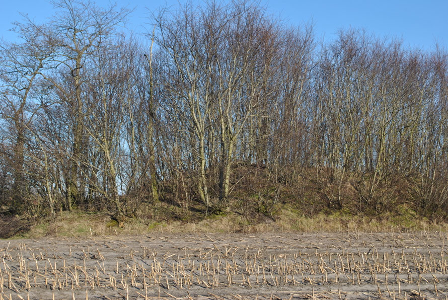 Hünengrab Oberer Holzweg an der linken Seite