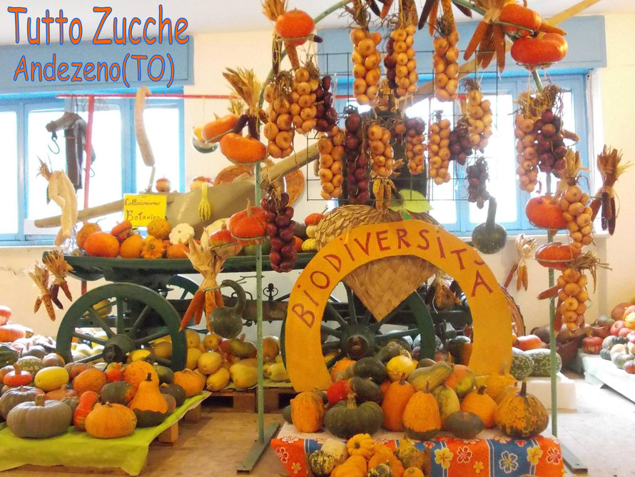 Tutto Zucche AZIENDA AGRICOLA SPECIALIZZATA NELLA COLTIVAZIONE DI ZUCCHE ORNAMENTALI E COMMESTIBILI MOLTO ORIGINALI Azienda Agricola Menzio Alessandro   TUTTO ZUCCHE Corso Vittorio E., 69, 10020 Andezeno TO Telefono: 011 943 4458 