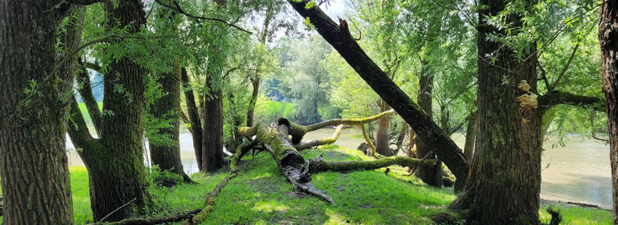 Foto von lebenden und toten Bäumen am Wasser by Lichtpunkt Leben, Systemische Aufstellungen (Familienstellen) 