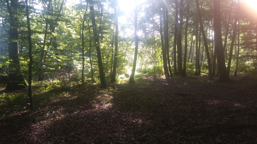 waldbaden,Hamburg,Waldführung,Naturführung,Parkführung,Stadtnatur