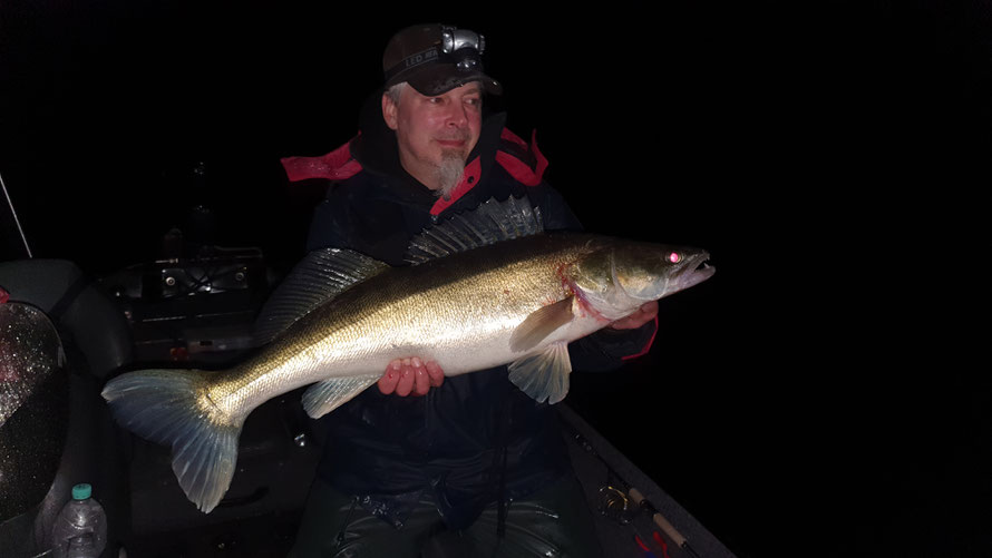 Kapitaler Zander im Winter auf einen aromatisierten Gummifisch! Gefangen Nachts im November...Tight Lines