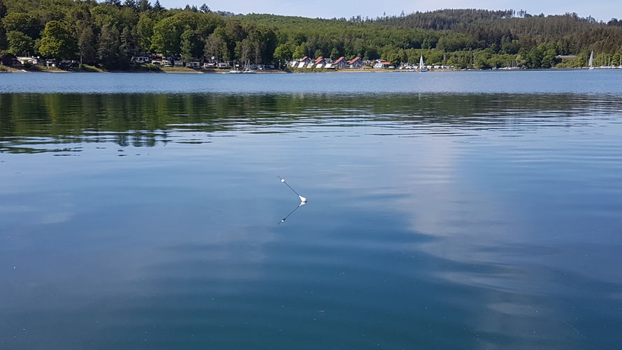 Eine der besten Posen zum Renkenangeln- "Der Renkenfinder"! Gibt es z.B. auch in der Farbe Weiß