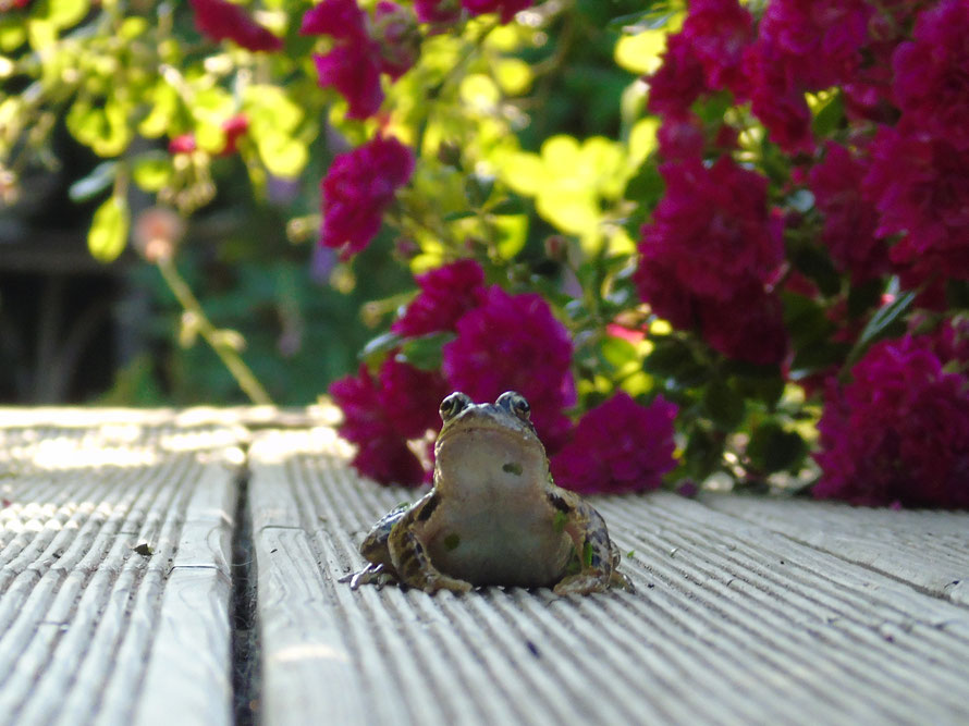 Der Frosch ist wieder da..., Quelle: www.lichtwesenfotografie.com