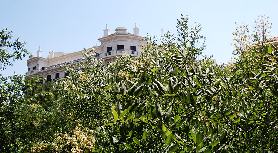 Árboles en Calle Alcalá