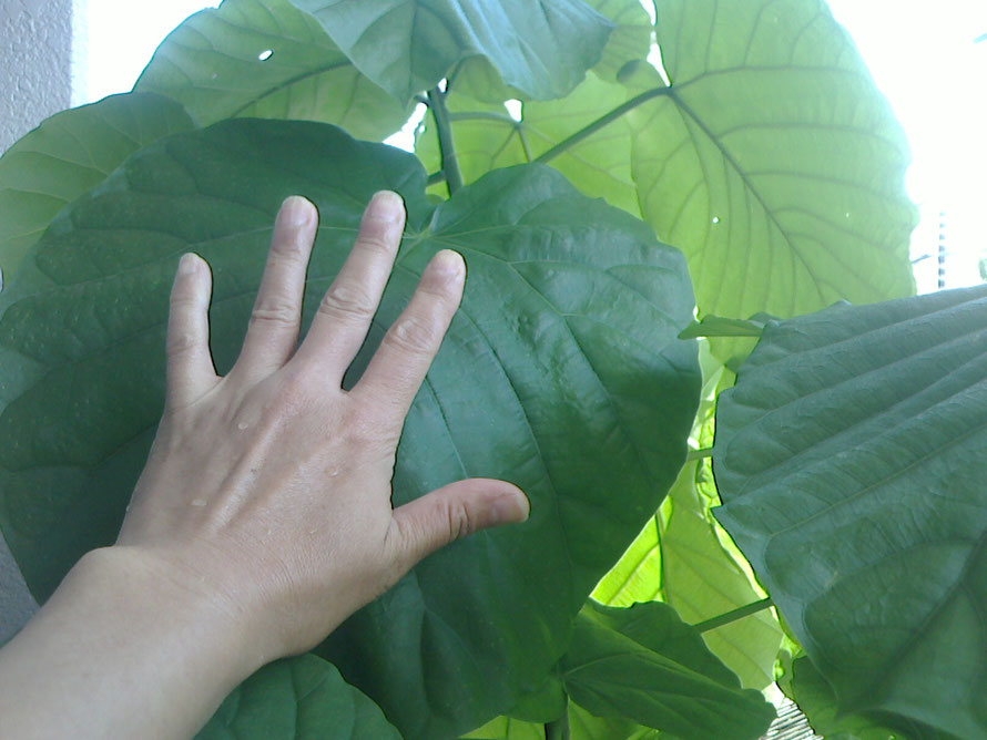 我が家の「フィカスウンベラータ」の葉は、私の顔より大きくなります。