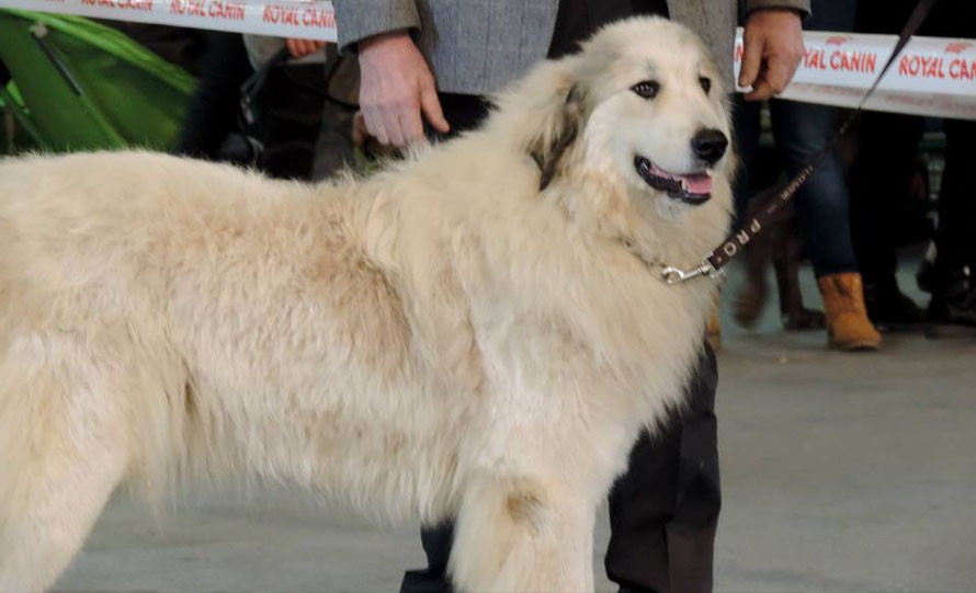 Lassie encore très timide et réservée pour ses premières expositions.