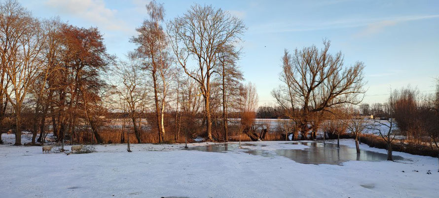 19. Februar 2026 Schafwiese am Abend