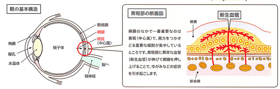 眼の基本構造、黄斑部の断面図