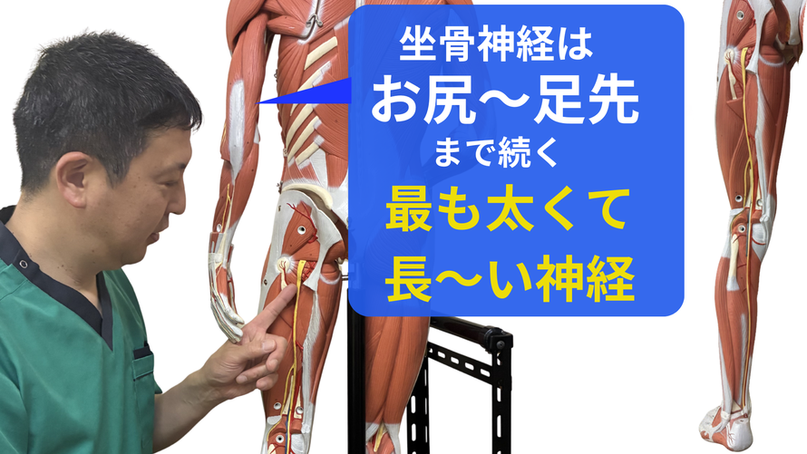 摂津市にしだ鍼灸整骨院の坐骨神経の説明