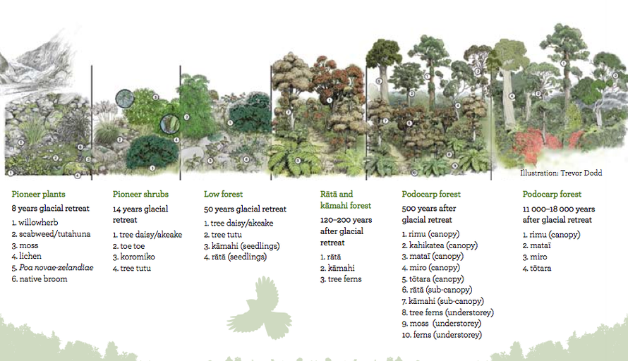 Glacial foreland pioneer plant progression from DOC Walks Pamphlet (click for link).