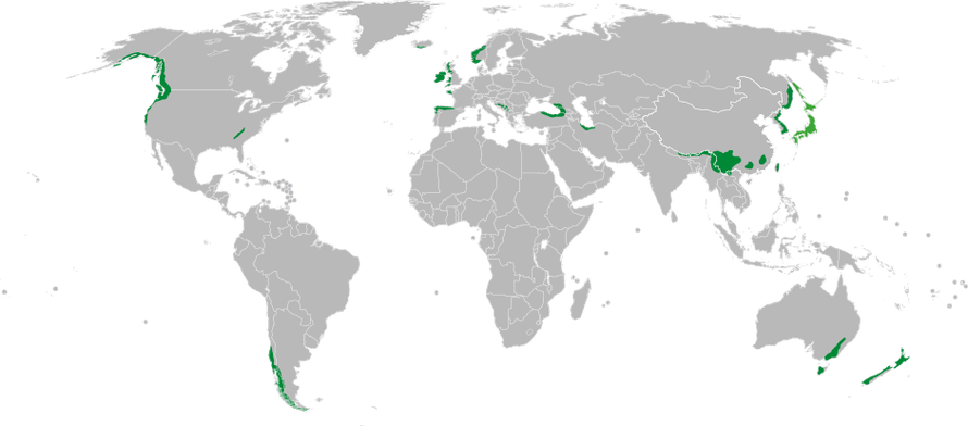 Worldwide distribution of temporate rain forest