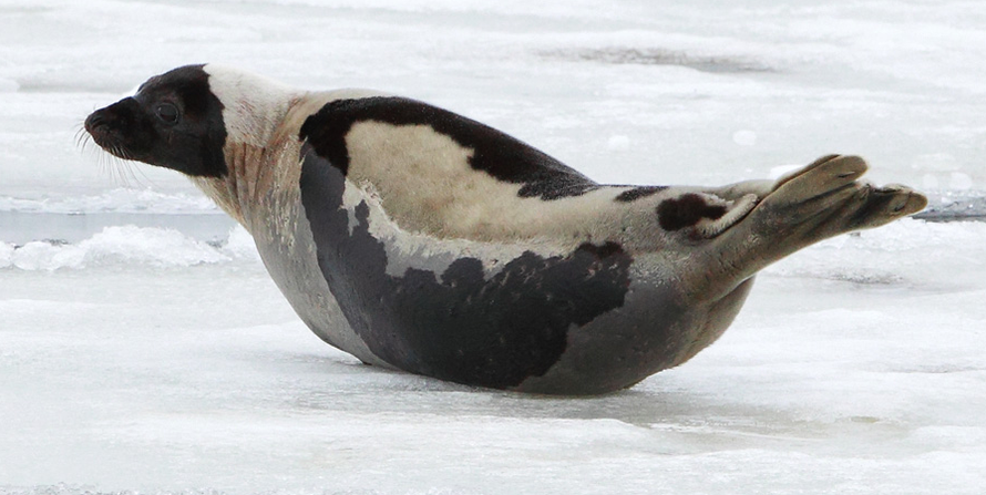 Newfoundland Adult Harp Seal - adults weigh from 140 to 190 kg and are up to 2m long. (Photo: Bruce Mactavish http://brucemactavish1.blogspot.co.uk - permissioon applied for).