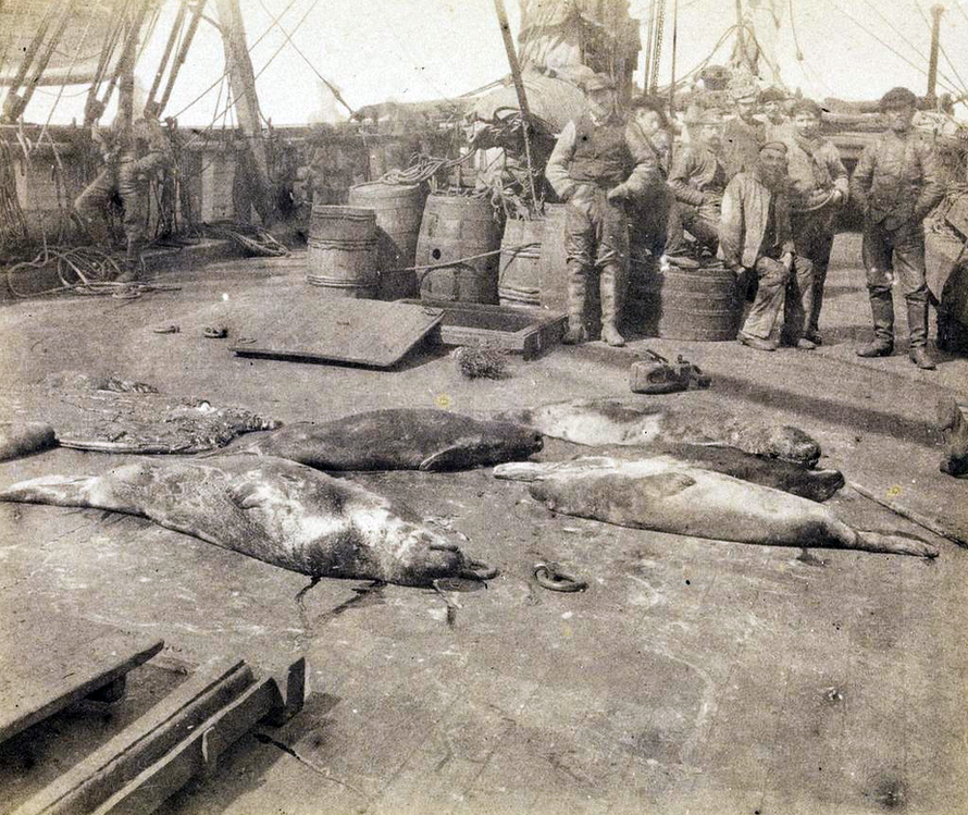 Sealers with their catch aboard "Jason ." One of the pictures from Fridtjof Nansen's expedition to Greenland during the period July 1888 to May 1889.  (Wikimedia Commons).