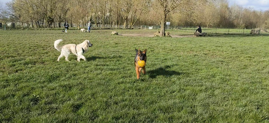 Comportementaliste canin à Roncq - Art'mony The Lobo