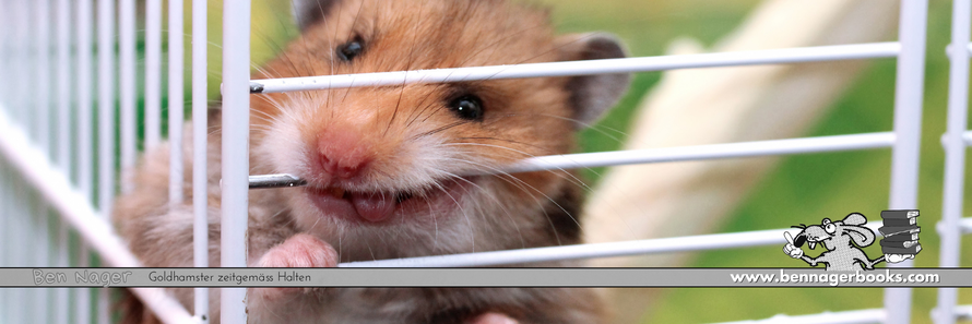 Goldhamster nagt am Käfig, Goldhamsterkäfig, Nagetier, Hamsterkäfig kaufen, Goldhamster welcher Käfig