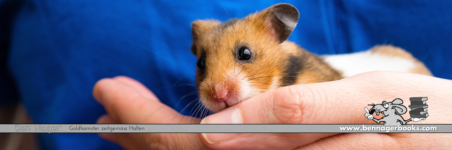  Goldhamster, Goldhamster kaufen, Goldhamster für Kinder, Goldhamster Käfig, Goldhamster Haltung, Heimtiere, Nagetiere, Tierschutz, Ben Nager, www.bennagerbooks.com