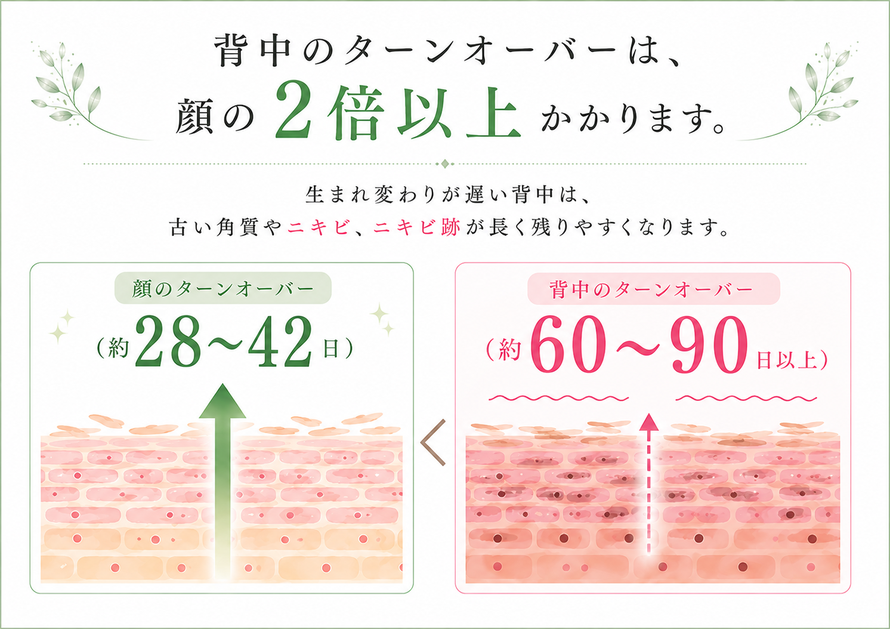 背中のターンオーバーは顔の2倍以上かかります。生まれ変わりが遅い背中は、古い角質やニキビやニキビ跡が長く残りやすくなります。| 背中ニキビ専門サロン 札幌エステ Twinkle(トゥインクル)