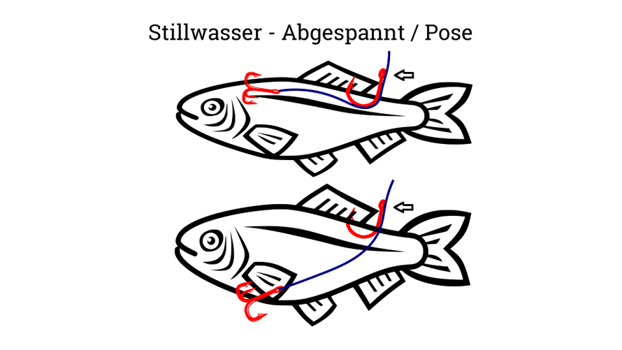 Wie man Köderfische anködert für Einsatz im Stillwasser mit Pose