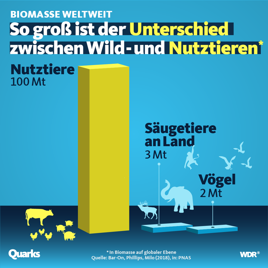 Es gibt fast keine Wildtiere mehr.  