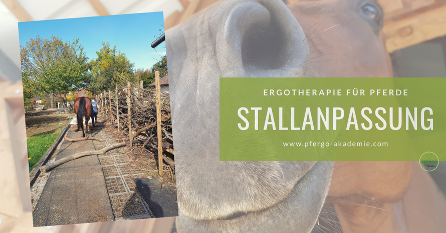 Ergotherapie für Pferde: Bücher und Webinare zum Thema.