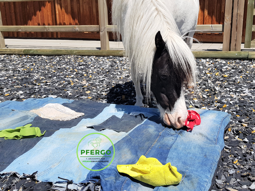 PFERGO - 1. Akademie für Pferdeergotherapie.