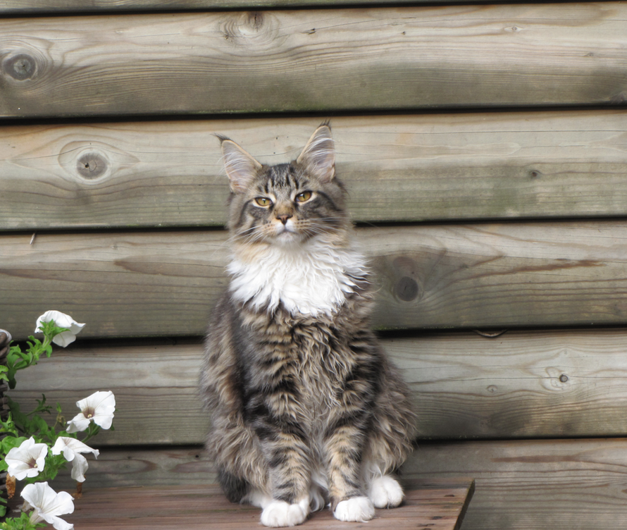 Joep toen hij nog klein was. Hij was een inspiratiebron om verhalen te schrijven over katten.