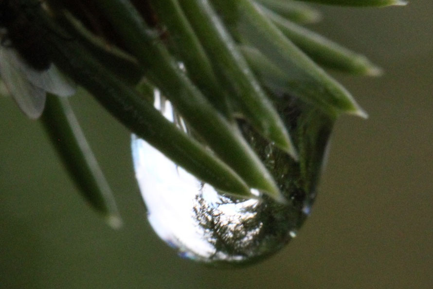 Im Wassertropfen spiegelt sich der Wald