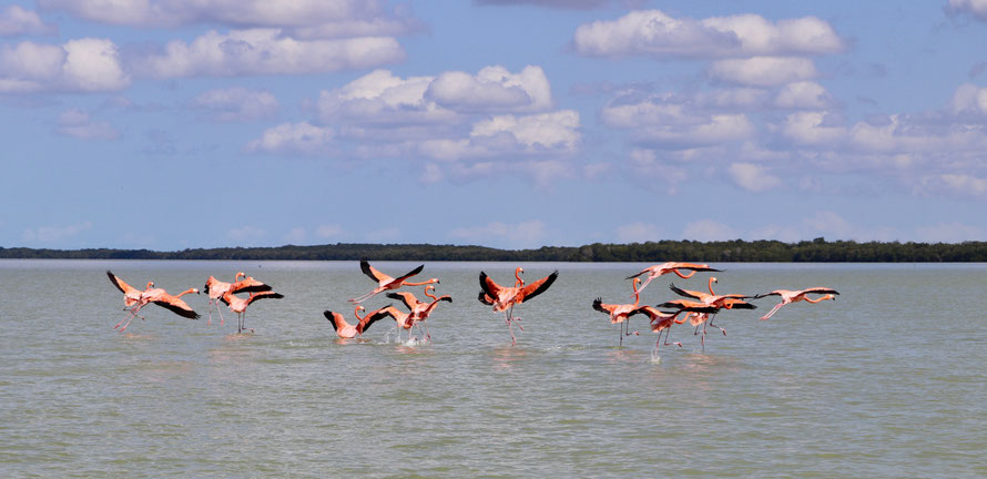 Flamingos in the pink lagoon of Celestun
