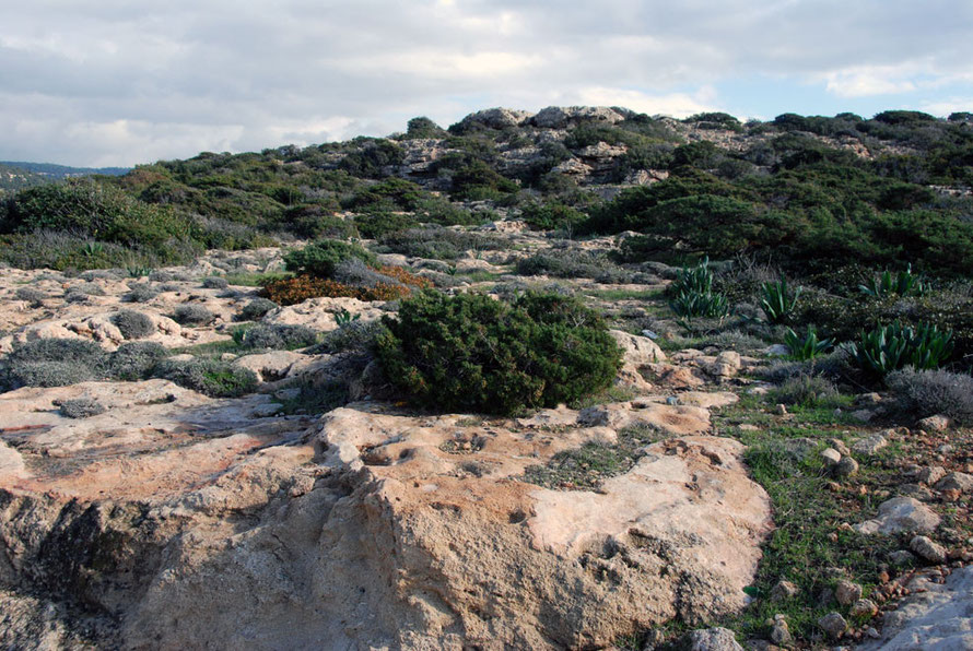 Maquis near Cape Lara