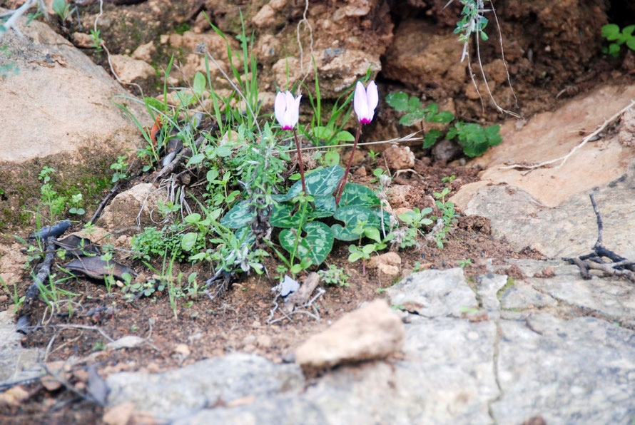 Cyprus Cyclamen (Cyclamen Cypricum)