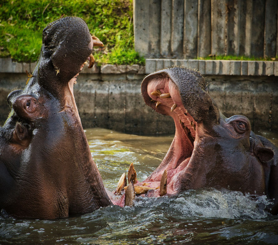 Hipopotamo comun (Hippopotamus amphibius) - El Rincon del Botanico