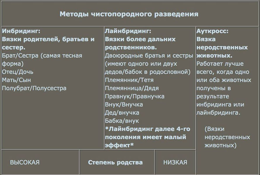 Племенные животные используемые для чистопородного разведения примеры