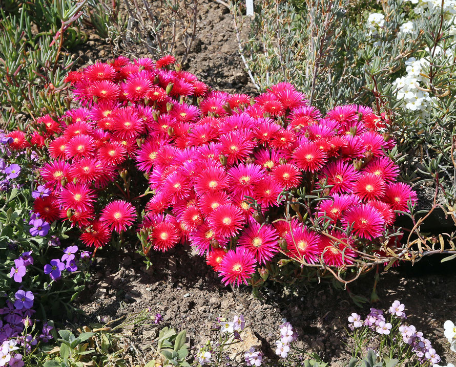 Gartenaufnahmen