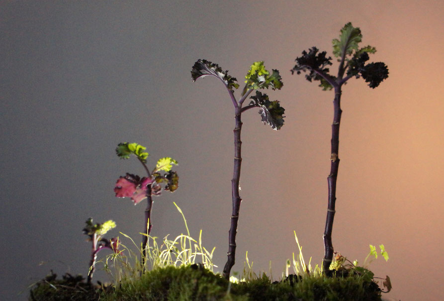 Tiny edible landscape - the ones that got away