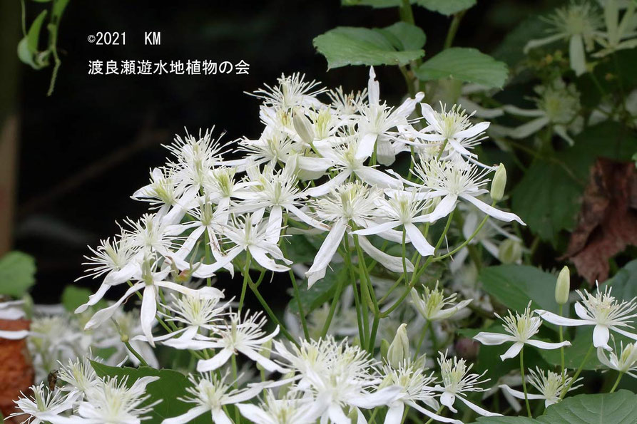 センニンソウ他　野の花　ご確認用 センニンソウ 有毒危険！でも不作の時はなんとか食べられてた