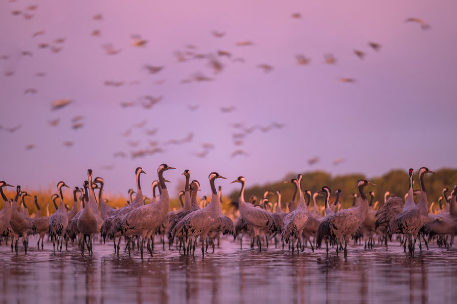 Kraniche, Graugänse, Vogelzug, Kranichzug, Brandenburg, Linum, Vögel, Sonnenuntergang, Exkursion, Wildlife, Nature, Deutschland, Berlin, Martin Siering