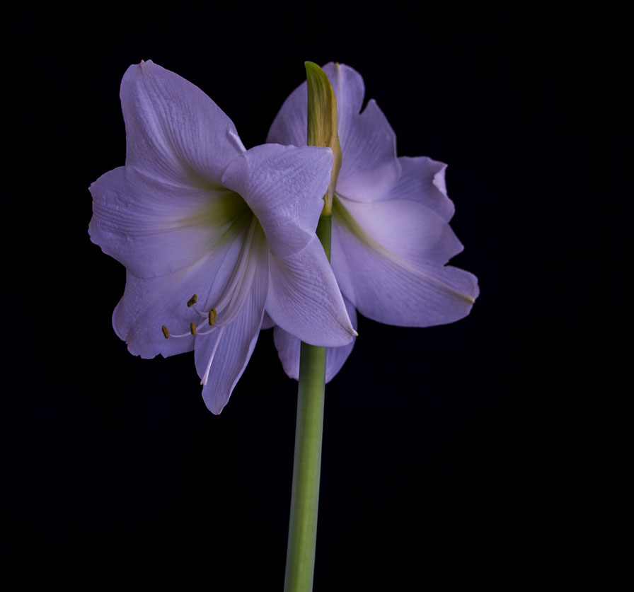 Amarilles 2.