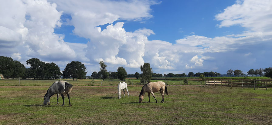 Pferde grasen auf einer Weide unter einem Sommerhimmel