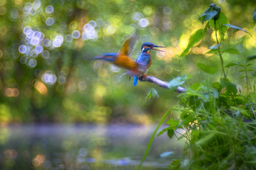 Blaukehlchen, Amsel, Wasseramsel, Zugvögel, Herbst, Autum, Damwild, Frost, Heide, UNESCO Biosphärenreservat Spreewald, Kranich, Vögel des Glücks, Brandenburg, Stadtnatur, 