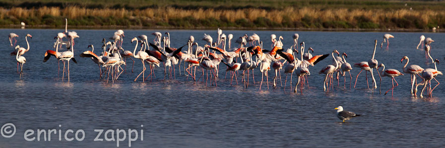 Nutrito gruppo di fenicotteri che fra maggio e settembre 2012 hanno stazionato nelle Saline di Cervia (RA).