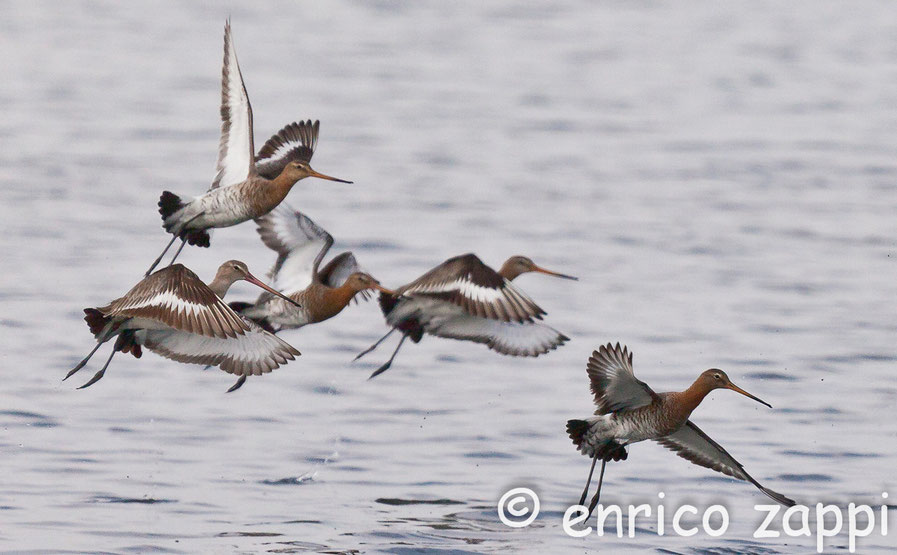 Pittime Reali (Limosa limosa, Linnaeus 1758) sono volatili molto eleganti; alle nostre latitudini sono presenti durante i periodi delle migrazioni (primavera ed autunno). Le nidificazioni avvengono principalmente in Islanda e Europa centrale.