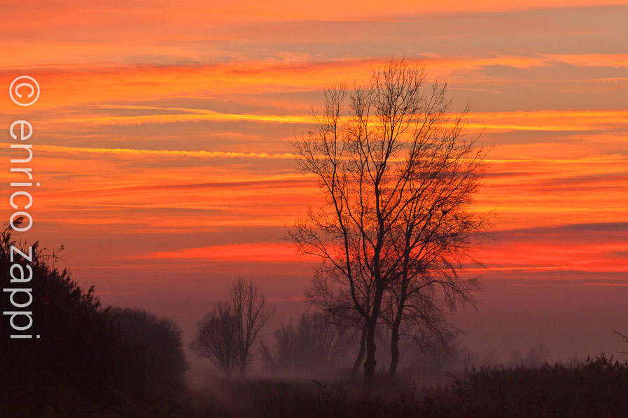 Valle Mandriole 5/1/2013: oggi è stata una giornata ricca di avvistamenti nelle Valli di Comacchio. Il tramonto si avvicina e dalle condizioni atmosferiche dovrebbe essere di quelli "buoni"!!!. ECCOLO!!! VARIOPINTO COME NON MAI, MERAVIGLIOSO...