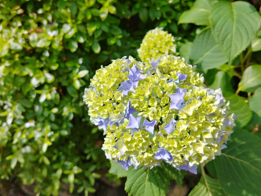少しだけ色づいているお花があります。これも美しいですよね。見頃はまだまだです。