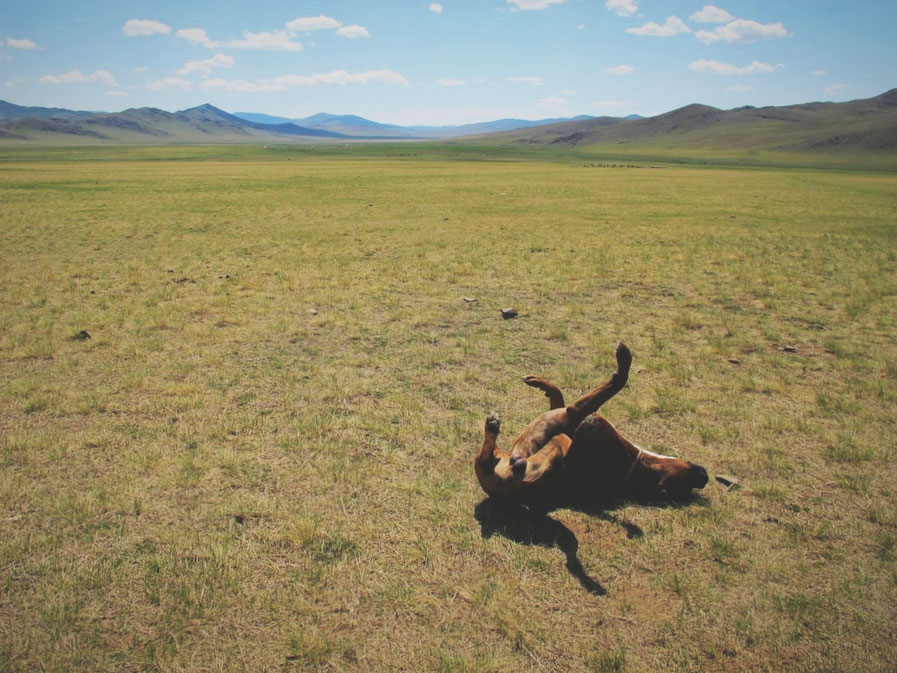 bigousteppes mongolie steppes route camion chien