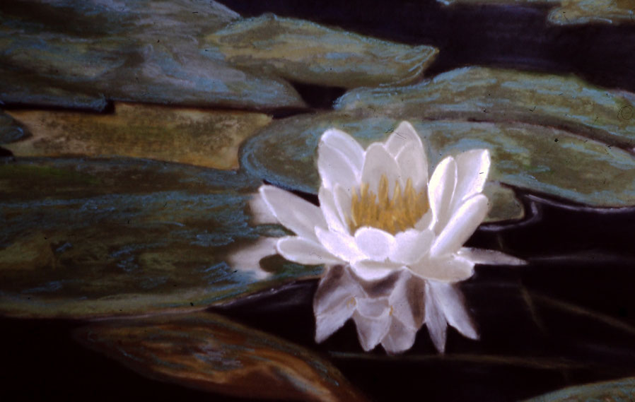 Pastell on Ingrés paper (1989) 63 cm x 48 cm