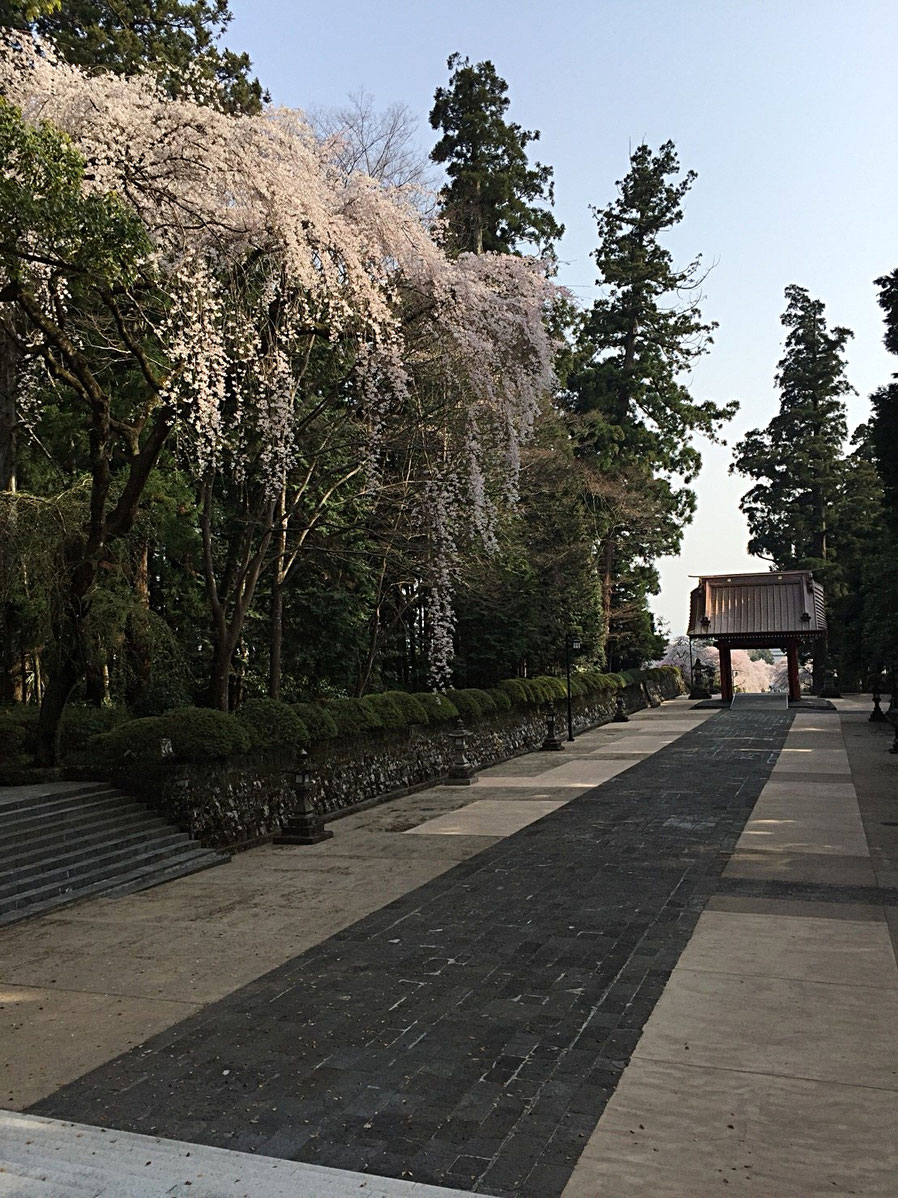 日本有数の桜の名所　日蓮正宗総本山　大石寺毎月の行事
