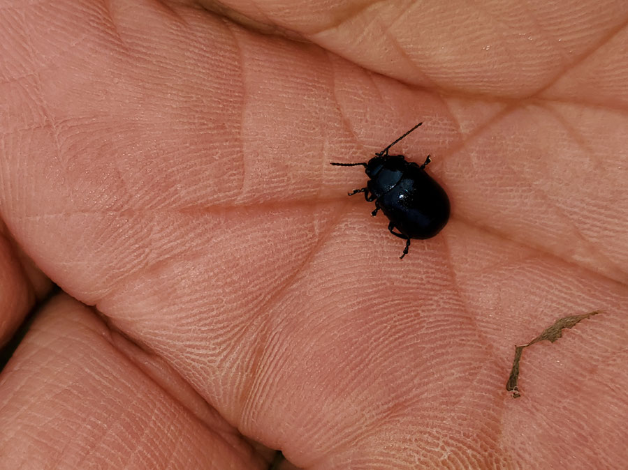 続報 ヨモギハムシ 特定非営利活動法人ｕｎｅ